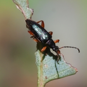 Lepturidea punctulaticollis at Wodonga, VIC - 16 Sep 2023 10:49 AM