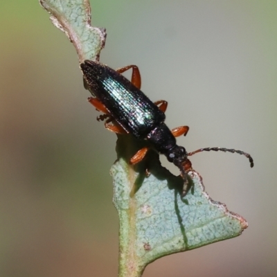 Lepturidea punctulaticollis (Red-legged comb-clawed beetle) at Wodonga, VIC - 16 Sep 2023 by KylieWaldon