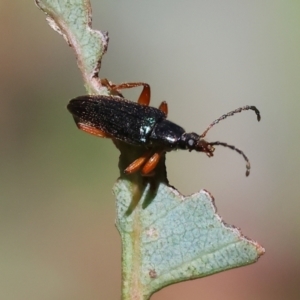 Lepturidea punctulaticollis at Wodonga, VIC - 16 Sep 2023 10:49 AM