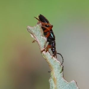 Lepturidea punctulaticollis at Wodonga, VIC - 16 Sep 2023 10:49 AM