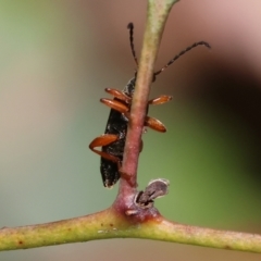 Lepturidea punctulaticollis at Wodonga, VIC - 16 Sep 2023 10:49 AM