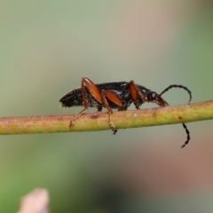 Lepturidea punctulaticollis at Wodonga, VIC - 16 Sep 2023 10:49 AM