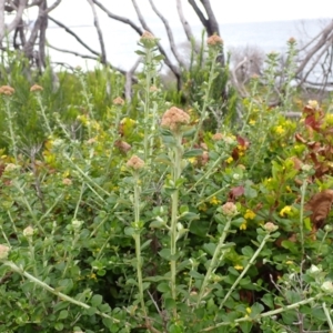 Ozothamnus obcordatus at Mallacoota, VIC - 11 Sep 2023