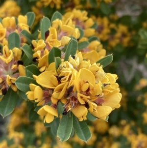 Pultenaea daphnoides at Mallacoota, VIC - 11 Sep 2023