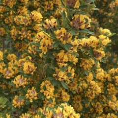 Pultenaea daphnoides at Mallacoota, VIC - 11 Sep 2023