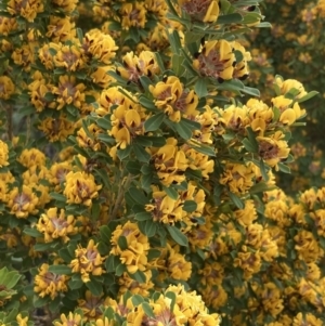 Pultenaea daphnoides at Mallacoota, VIC - 11 Sep 2023 10:46 AM