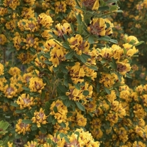 Pultenaea daphnoides at Mallacoota, VIC - 11 Sep 2023 10:46 AM