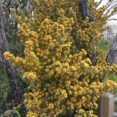 Pultenaea daphnoides at Mallacoota, VIC - 11 Sep 2023