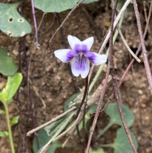 Viola banksii at Mallacoota, VIC - 11 Sep 2023 10:51 AM