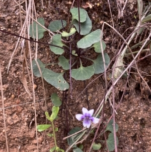 Viola banksii at Mallacoota, VIC - 11 Sep 2023 10:51 AM