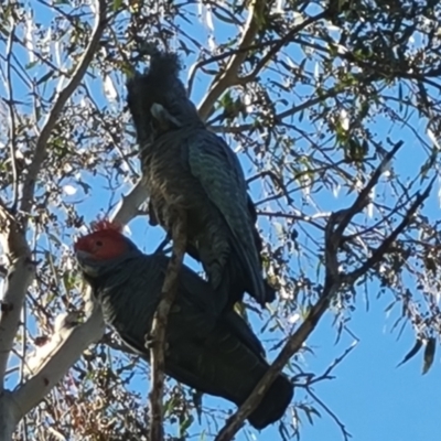 Callocephalon fimbriatum (Gang-gang Cockatoo) at Callum Brae - 17 Sep 2023 by Mike