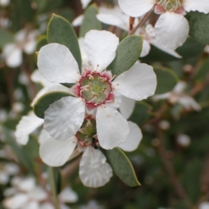 Leptospermum laevigatum at Mallacoota, VIC - 11 Sep 2023 09:57 AM