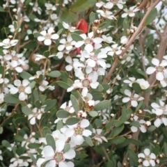 Leptospermum laevigatum at Mallacoota, VIC - 11 Sep 2023 09:57 AM