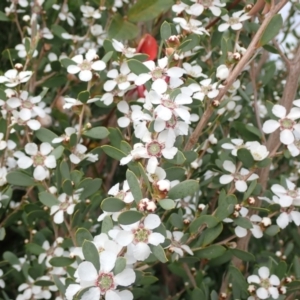 Leptospermum laevigatum at Mallacoota, VIC - 11 Sep 2023