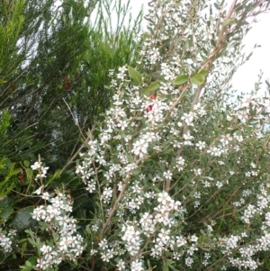 Leptospermum laevigatum at Mallacoota, VIC - 11 Sep 2023