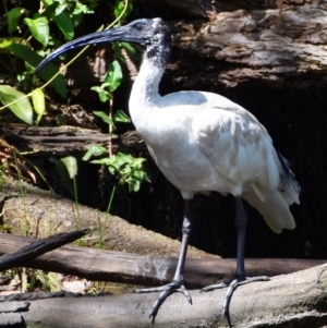 Threskiornis molucca at Victoria Point, QLD - 14 Sep 2023 12:21 PM