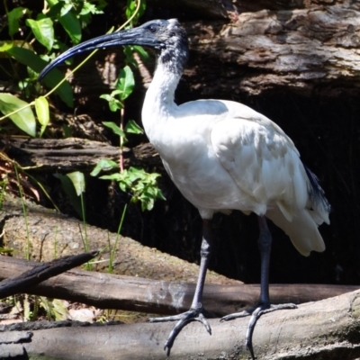 Threskiornis molucca (Australian White Ibis) at Victoria Point, QLD - 14 Sep 2023 by PJH123