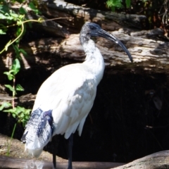 Threskiornis molucca at Victoria Point, QLD - 14 Sep 2023 12:21 PM