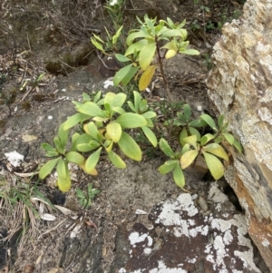 Myoporum insulare at Mallacoota, VIC - 11 Sep 2023