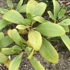 Myoporum insulare at Mallacoota, VIC - 11 Sep 2023