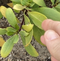 Myoporum insulare at Mallacoota, VIC - 11 Sep 2023