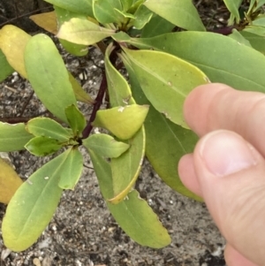 Myoporum insulare at Mallacoota, VIC - 11 Sep 2023