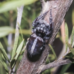 Sandalodes scopifer (White-spotted Sandalodes) at Strathnairn, ACT - 17 Sep 2023 by AlisonMilton