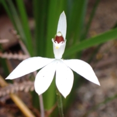 Caladenia catenata (White Fingers) at Mallacoota, VIC - 11 Sep 2023 by AnneG1