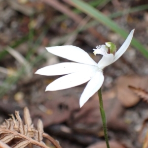 Caladenia catenata at Mallacoota, VIC - suppressed