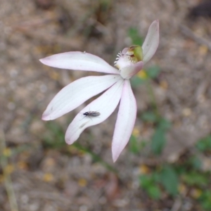 Caladenia catenata at Mallacoota, VIC - 11 Sep 2023