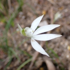 Caladenia catenata at Mallacoota, VIC - suppressed