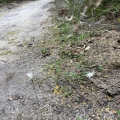 Caladenia catenata at Mallacoota, VIC - suppressed