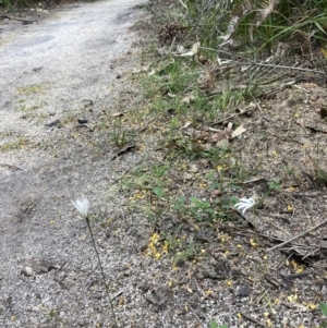 Caladenia catenata at Mallacoota, VIC - suppressed