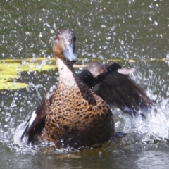 Anas castanea (Chestnut Teal) at Victoria Point, QLD - 14 Sep 2023 by PJH123