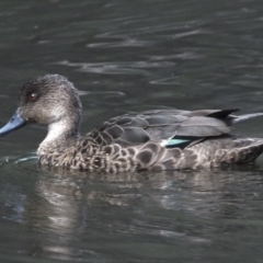 Anas castanea at Victoria Point, QLD - 14 Sep 2023