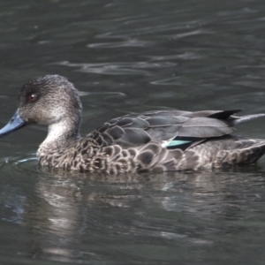 Anas castanea at Victoria Point, QLD - 14 Sep 2023