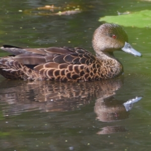 Anas castanea at Victoria Point, QLD - 14 Sep 2023