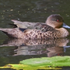 Anas castanea at Victoria Point, QLD - 14 Sep 2023