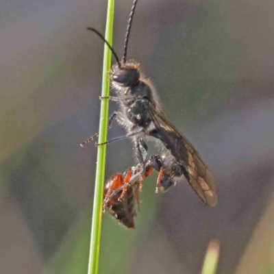 Thynninae (subfamily) (Smooth flower wasp) at Caladenia Forest, O'Connor - 16 Sep 2023 by ConBoekel