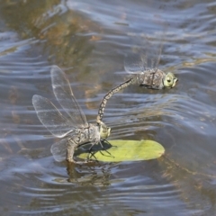 Anax papuensis (Australian Emperor) at Ginninderry Conservation Corridor - 17 Sep 2023 by AlisonMilton