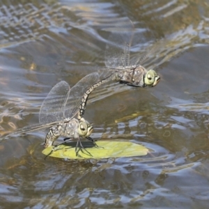 Anax papuensis at Strathnairn, ACT - 17 Sep 2023