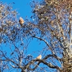 Falco cenchroides (Nankeen Kestrel) at Symonston, ACT - 17 Sep 2023 by Mike