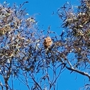 Falco cenchroides at Symonston, ACT - 17 Sep 2023