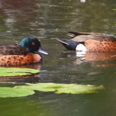 Anas castanea (Chestnut Teal) at Victoria Point, QLD - 14 Sep 2023 by PJH123