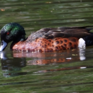Anas castanea at Victoria Point, QLD - 14 Sep 2023