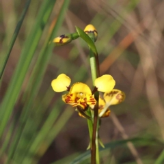 Diuris nigromontana (Black Mountain Leopard Orchid) at Caladenia Forest, O'Connor - 16 Sep 2023 by ConBoekel