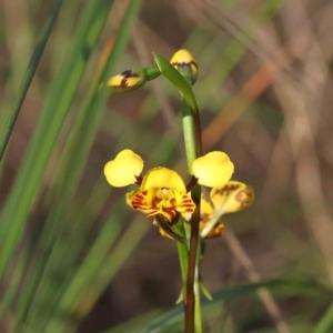 Diuris nigromontana at Caladenia Forest, O'Connor - 16 Sep 2023