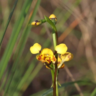 Diuris nigromontana (Black Mountain Leopard Orchid) at Acton, ACT - 16 Sep 2023 by ConBoekel