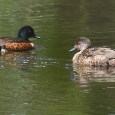 Anas castanea (Chestnut Teal) at Victoria Point, QLD - 14 Sep 2023 by PJH123