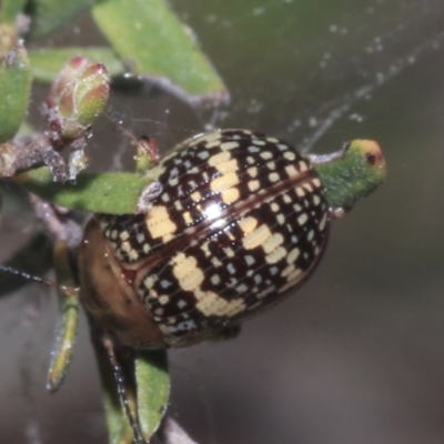 Paropsis pictipennis (Tea-tree button beetle) at Ginninderry Conservation Corridor - 17 Sep 2023 by AlisonMilton